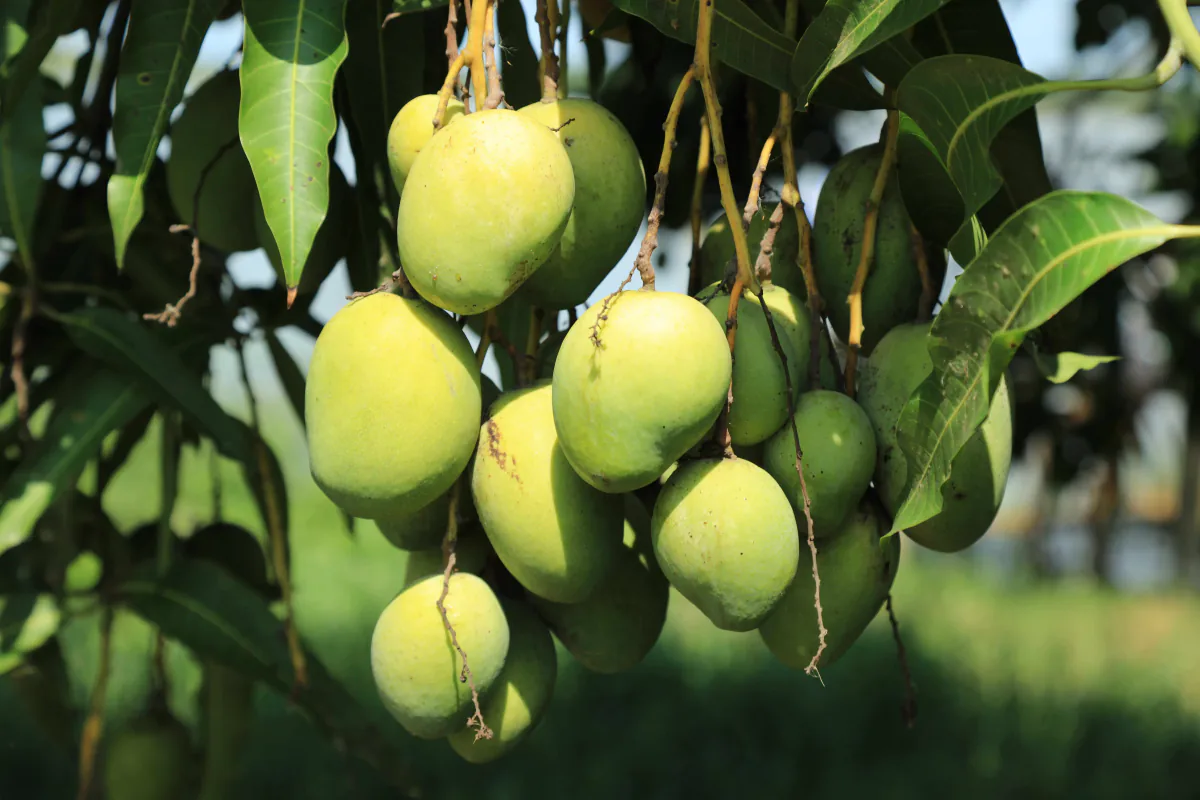 তাজা আমের বাগান ও ফল